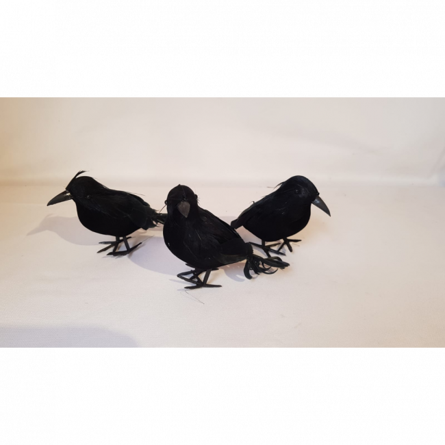 CORVO COM PENAS
