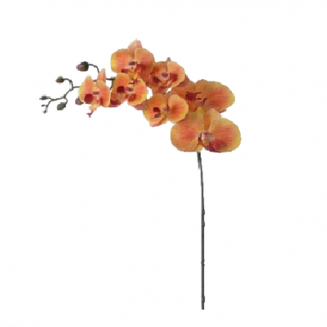 ORQUÍDEAS