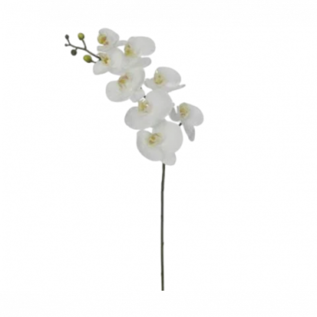 ORQUÍDEAS