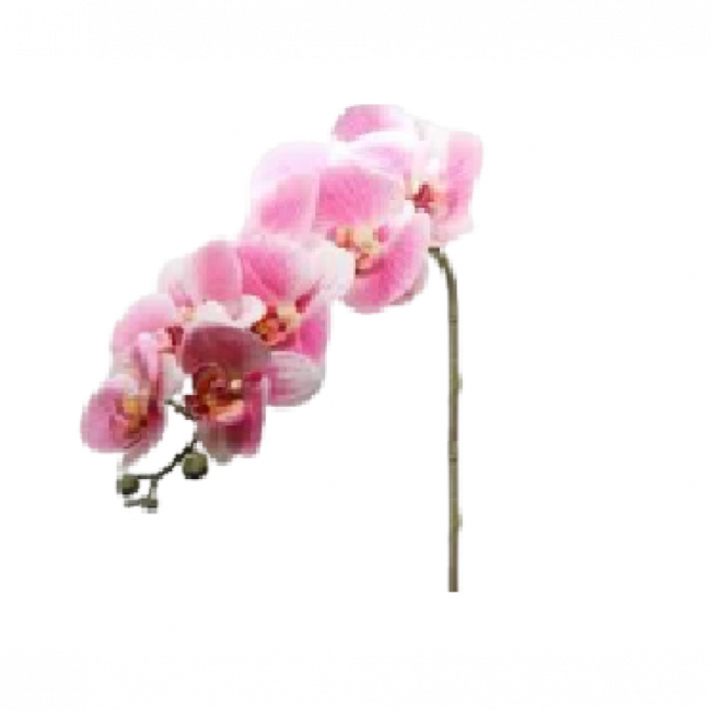 ORQUÍDEAS