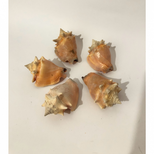 Conchas