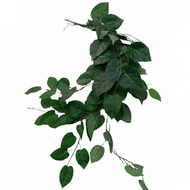 Jiboia