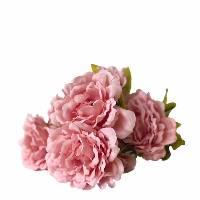 Galho de peônia rosa