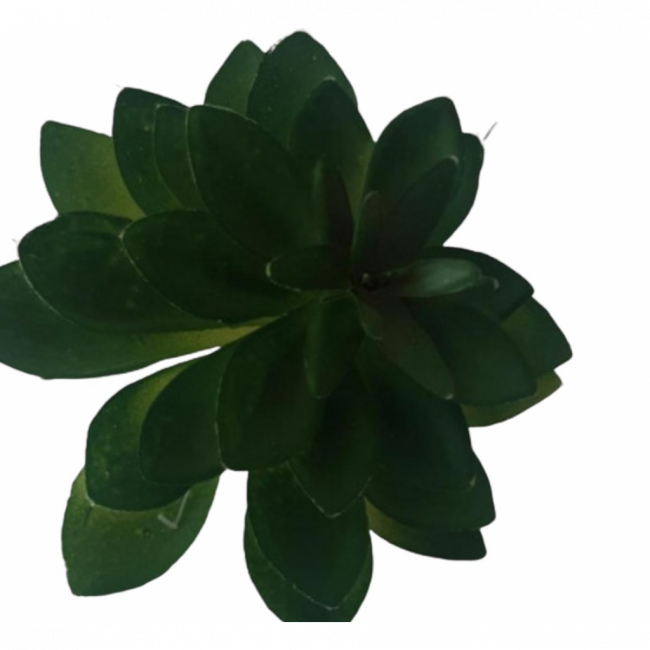 Suculenta p