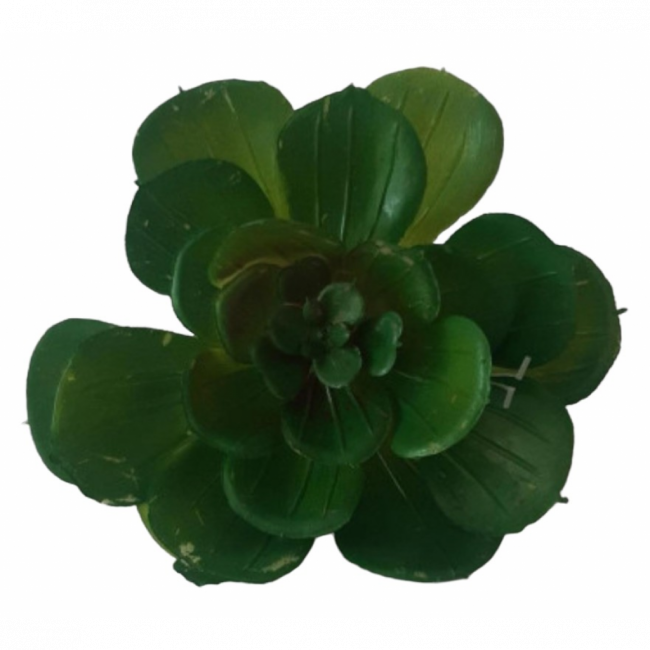 Suculenta p