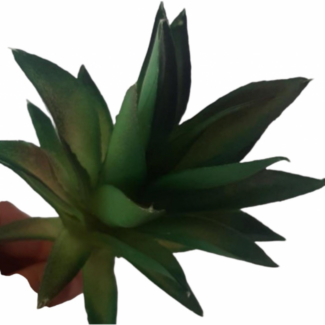 Suculenta P