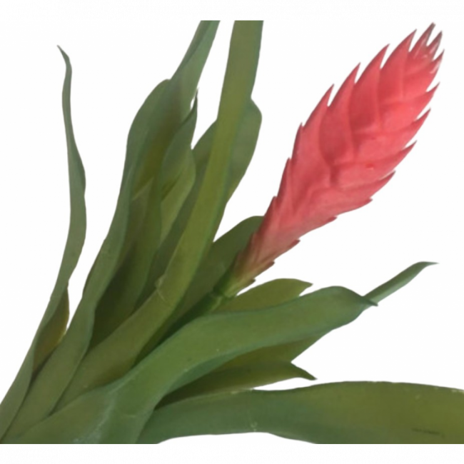 Suculenta