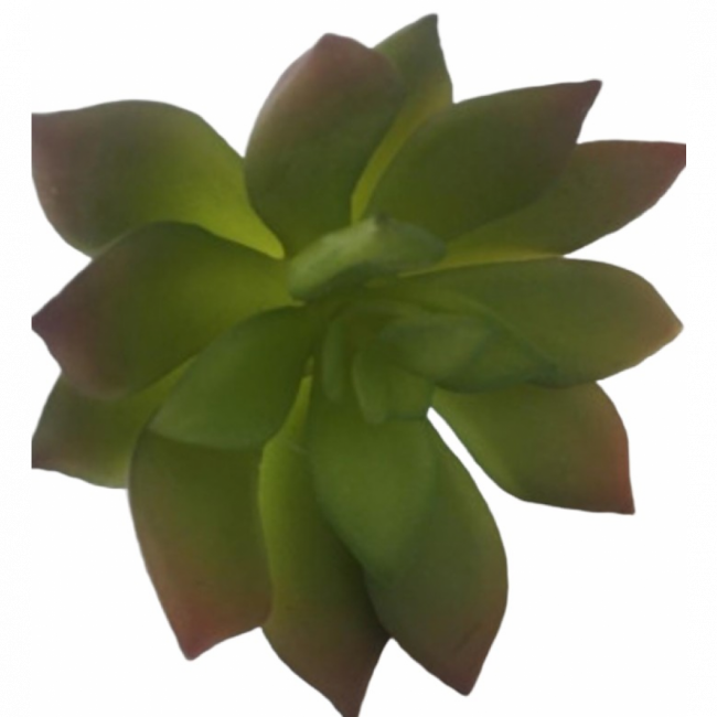 Suculenta
