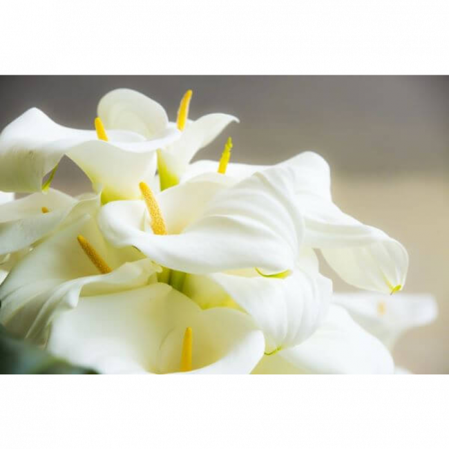 FLOR COPO DE LEITE