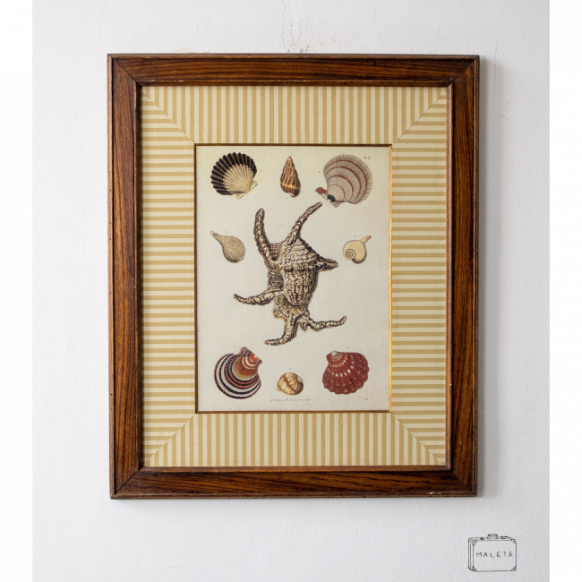 QUADRO CONCHAS – 51X61