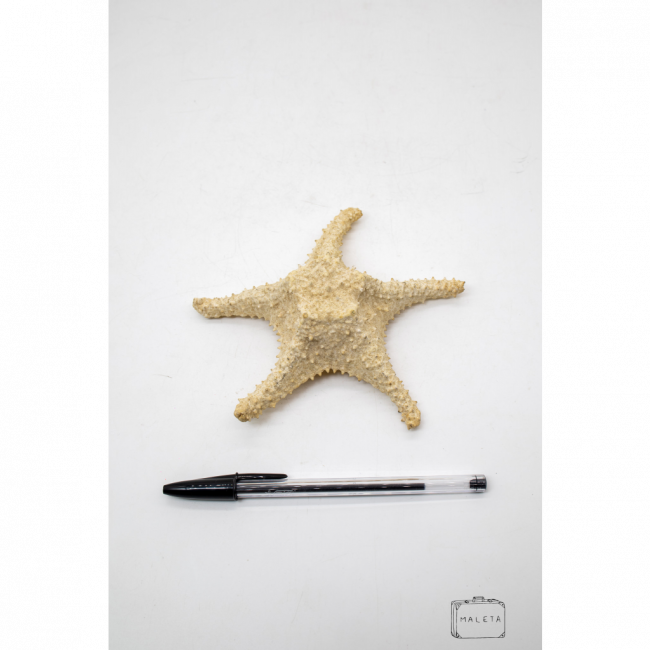 ESTRELA DO MAR