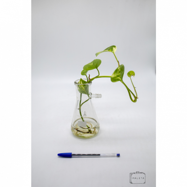 VASO VIDRO TUBO COM PLANTINHA