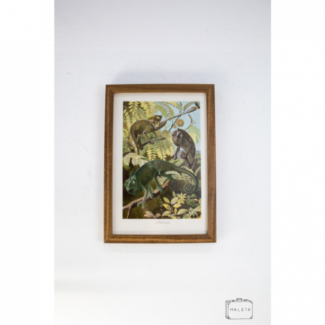 QUADRO CAMELÕES - 20X28
