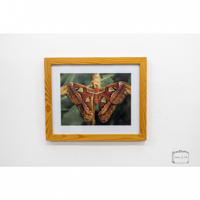 QUADRO BORBOLETA VERMELHA - 27X33