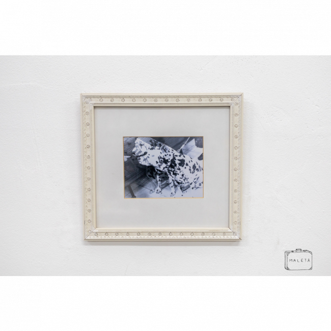 QUADRO DALMATA - 27X25