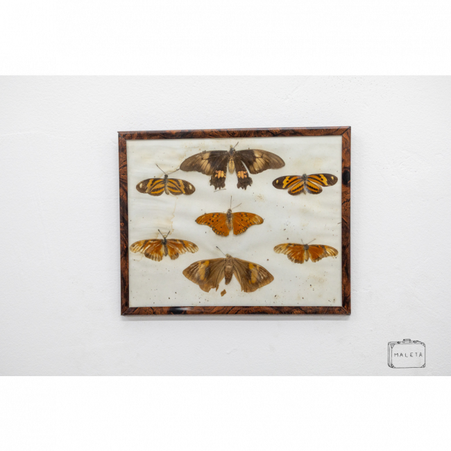 QUADRO 07 BORBOLETAS REAIS - 25X21