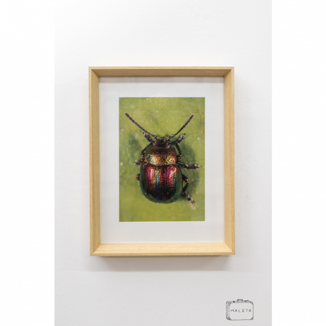 QUADRO BESOURO - 33X43