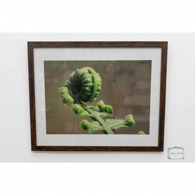 QUADRO PLANTA NASCENDO - 54X43