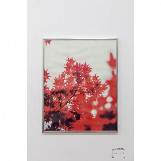 QUADRO FOLHAS CANADENSES - 41X51