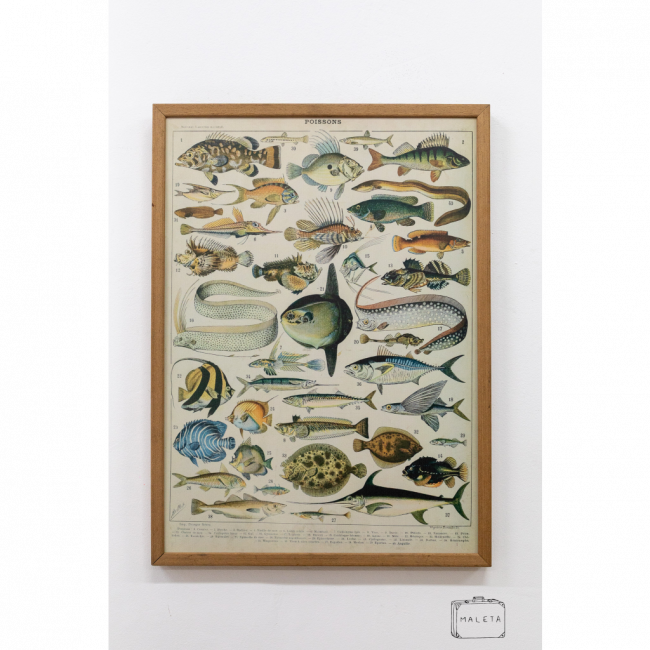 QUADRO RAÇAS DE PEIXES - 54X73