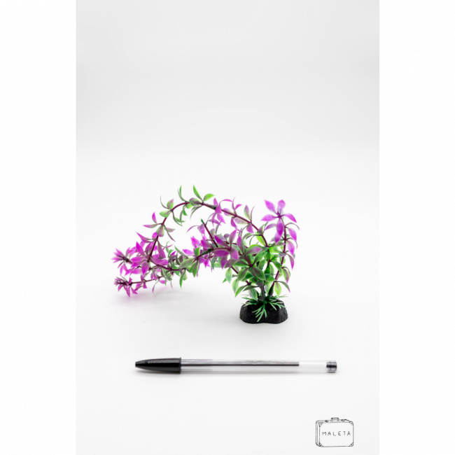 ALGA PARA DECORAR AQUÁRIO VERDE COM ROXO