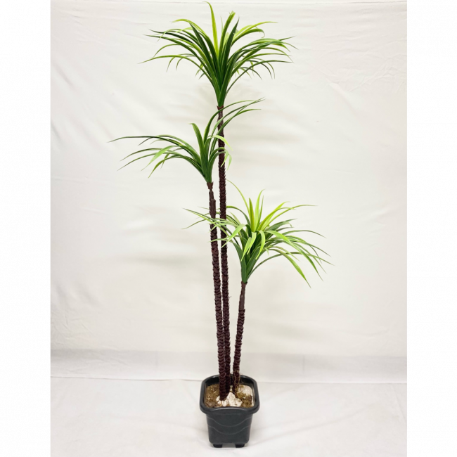 ARVORE YUCCA