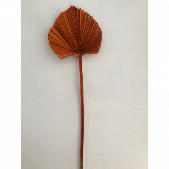 Latânia