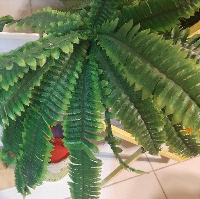 Samambaia