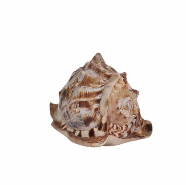 CONCHA NATURAL M