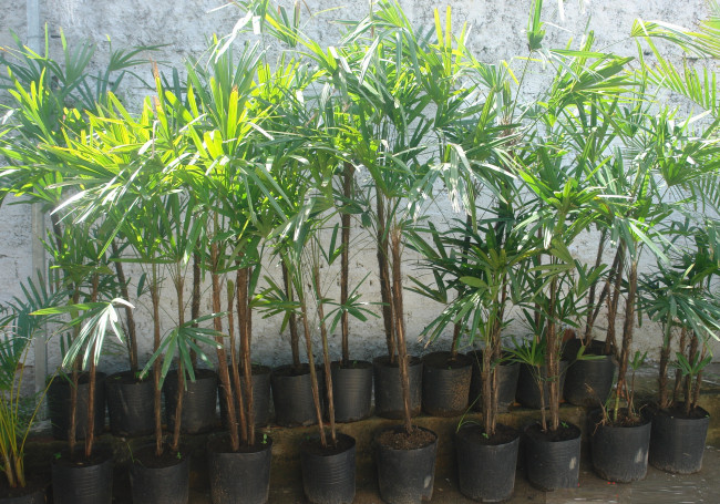 PLANTA RÁFIA NATURAL (TAMANHOS VARIADOS DE 1,40M À 1,80M ALTURA)