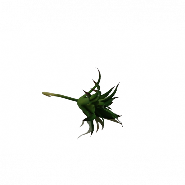 Suculenta