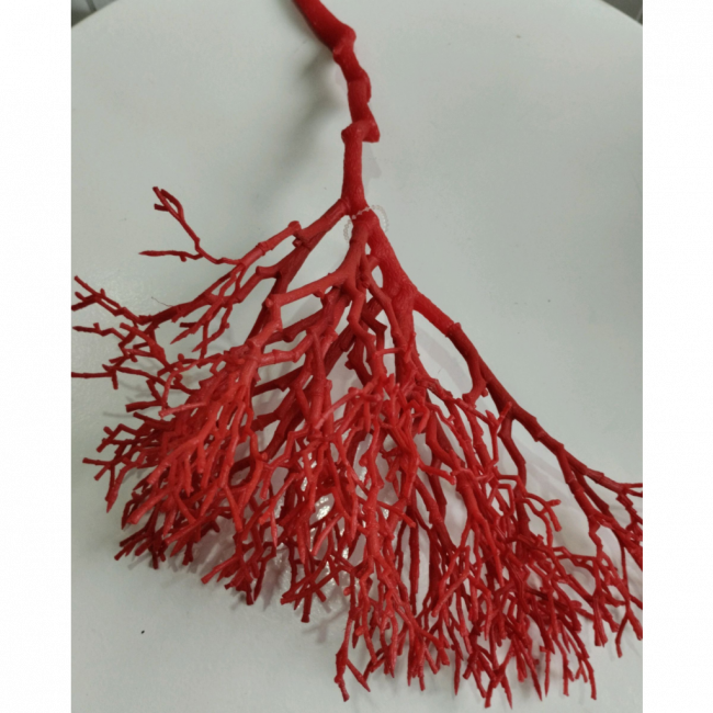 Alga
