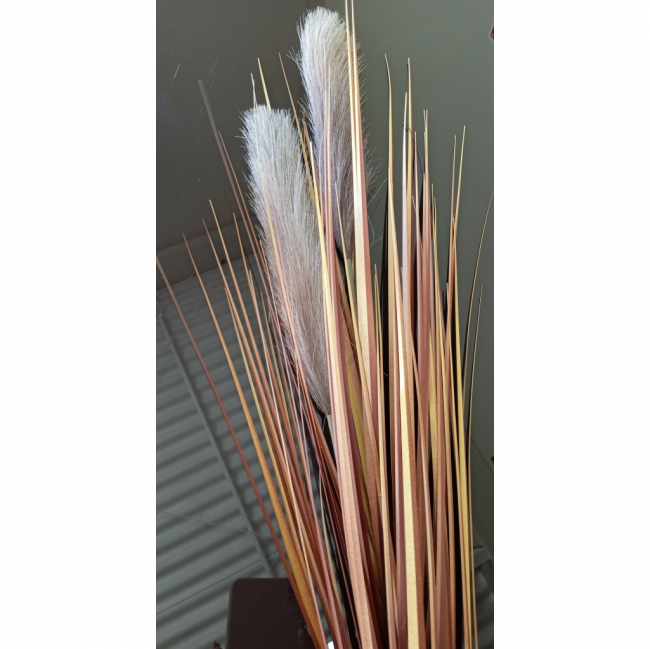 Capim pluma