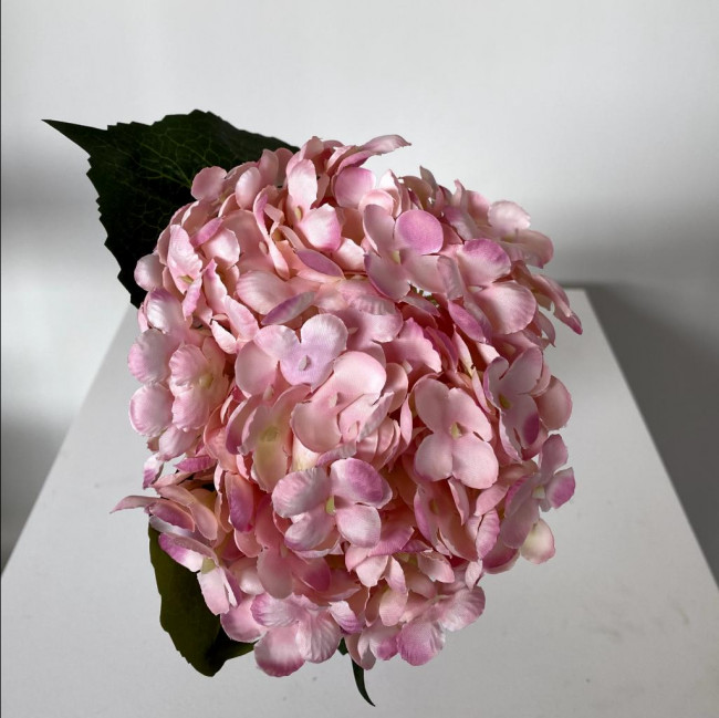 Hortênsia Rosa