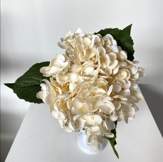 Hortênsia Creme