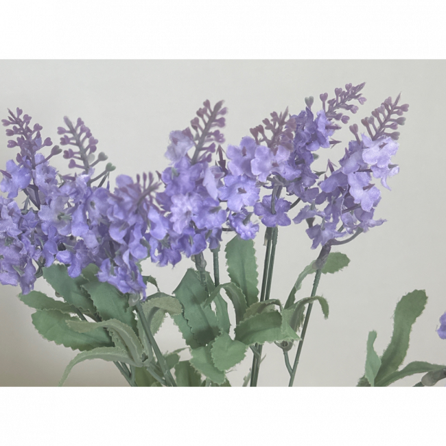 lavanda