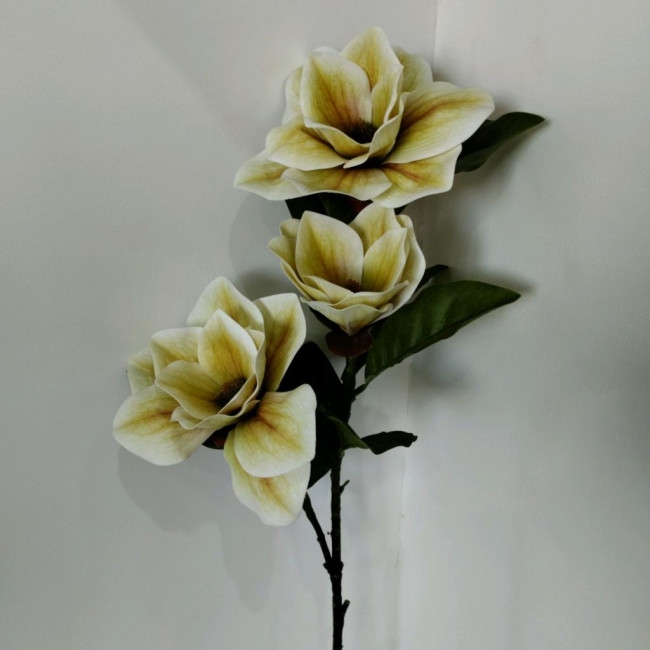 Magnólia