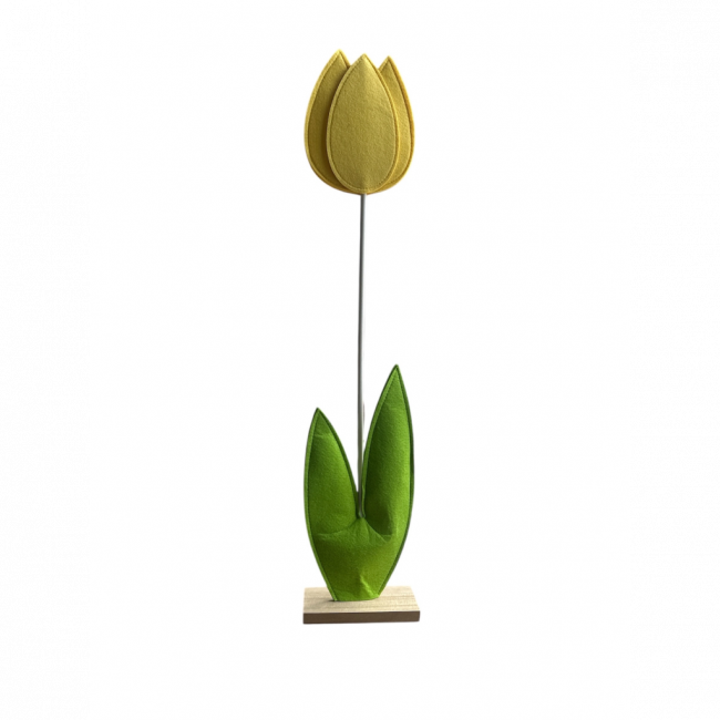 Tulipa