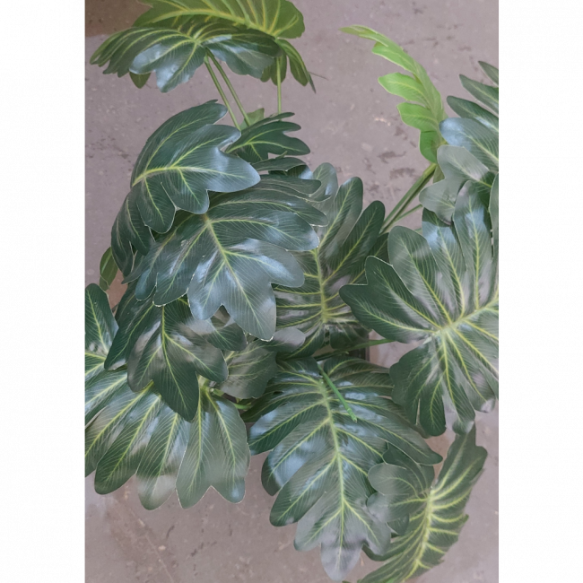 Planta