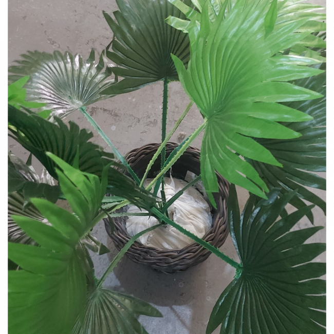 Planta