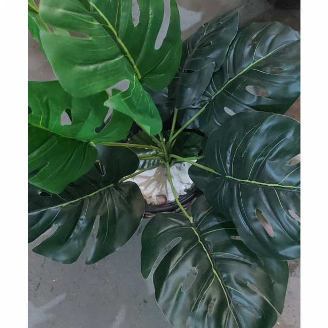 Planta
