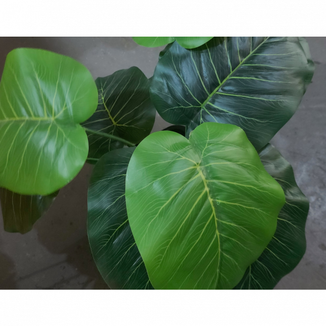 Planta