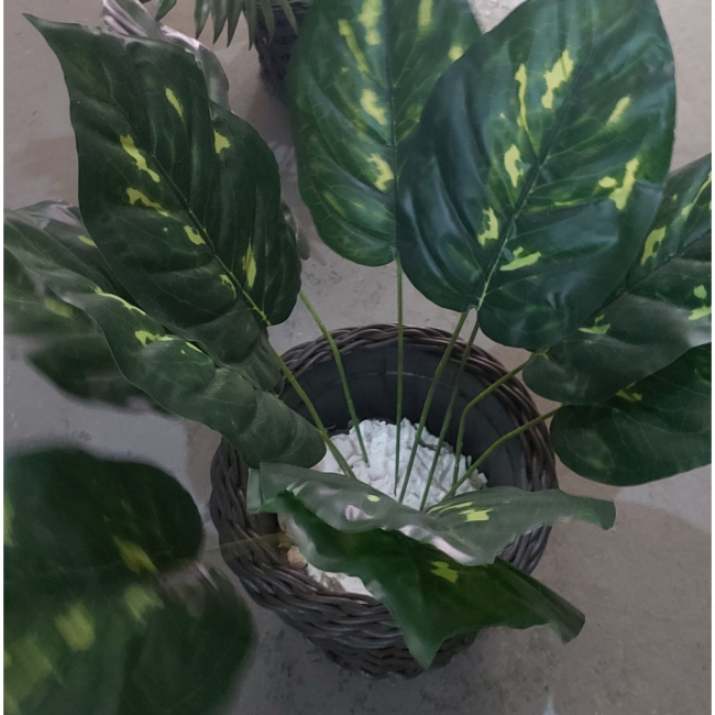Planta