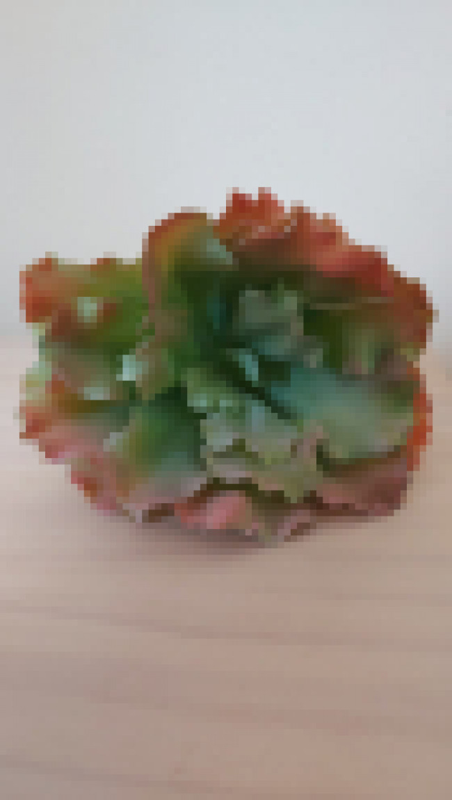 Suculenta alface