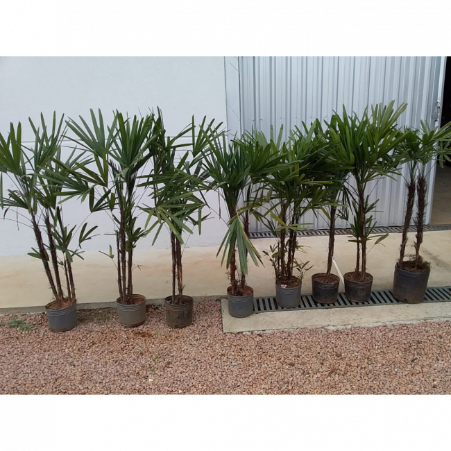 PLANTA  RÁFIA