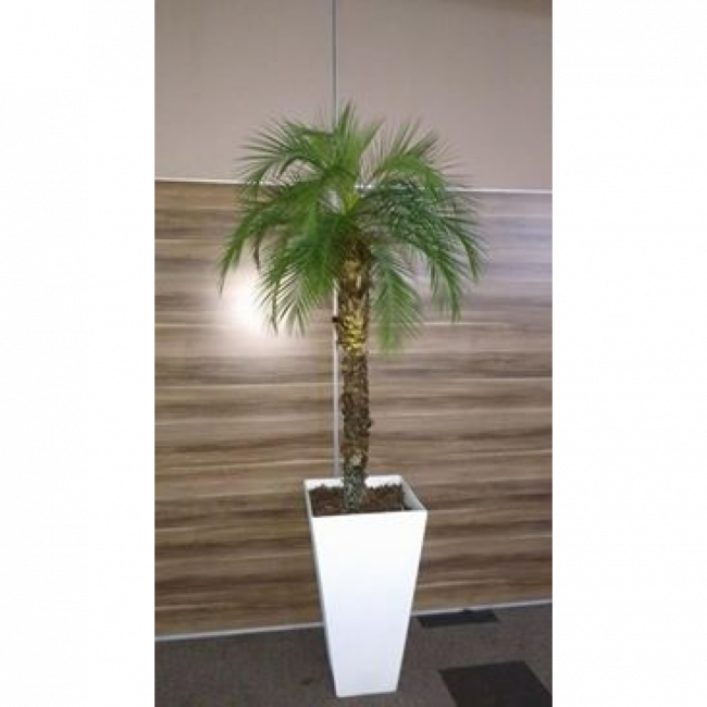 PLANTA PHOENIX