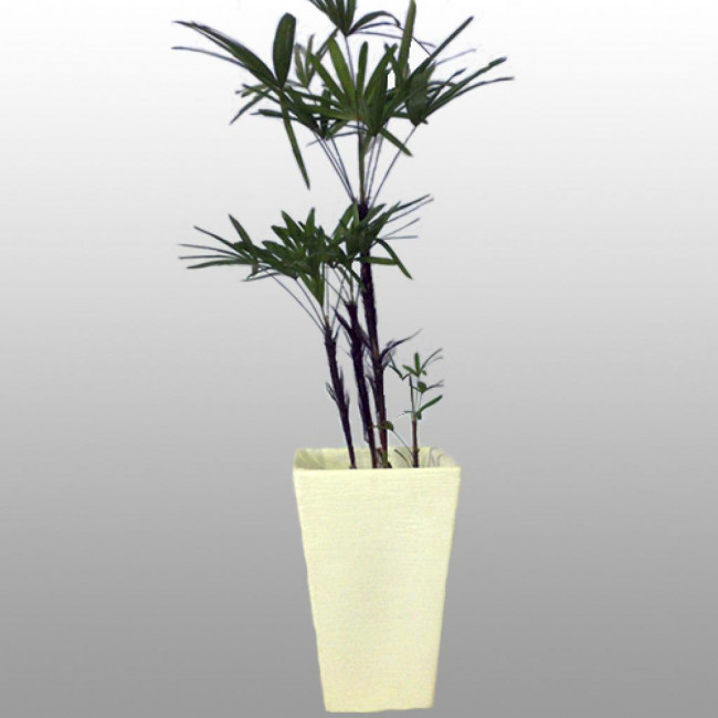 Planta Raphis ate 1,80
