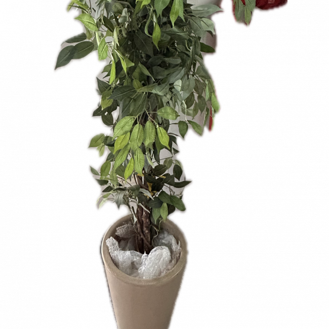 Árvore de Ficus