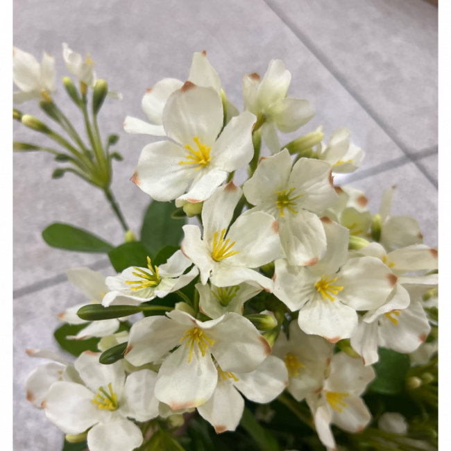 Flor branca