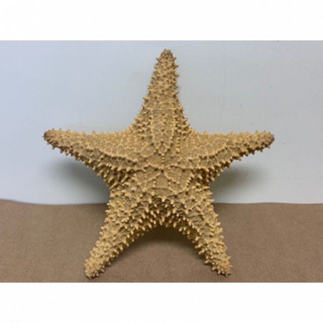 ESTRELA DO MAR P
